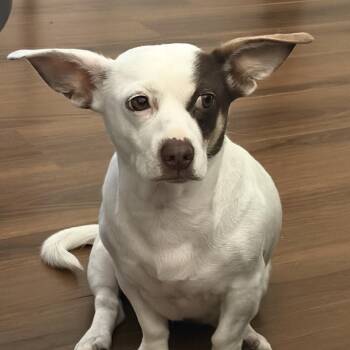 Royal -  Chihuahua and French Bulldog Dog for Adoption in West Hollywood, California - Royal | PetCurious