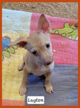 Layton -  Chihuahua Dog for Adoption in Granbury, Texas - Layton | PetCurious