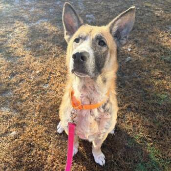 Rescue German Shepherd Dog and Mixed Breed Dogs for Adoption in Pittsford, Vermont - Ranger | PetCurious