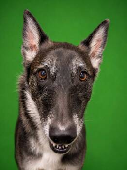 TIKI MASALA -  Mixed Breed Dog for Adoption in Jacksonville, Florida - TIKI MASALA | PetCurious