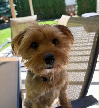 Pixie -  Yorkshire Terrier Dog for Adoption in Boise, Idaho - Pixie | PetCurious