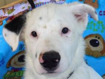 Rescue Cattle Dog and Australian Shepherd Dogs for Adoption in Butte, Montana - Heidi