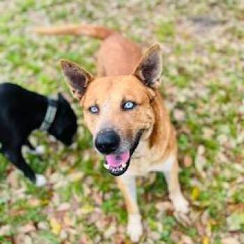 Askari -  Husky and German Shepherd Dog Dog for Adoption in Houston, Texas - Askari | PetCurious