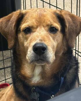 Basset Hound and Beagle Dogs Available for Adoption in Kennesaw, Georgia - John Henry | PetCurious