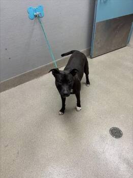 MOCHI -  Pit Bull Terrier Dog for Adoption in Las Vegas, Nevada - MOCHI | PetCurious