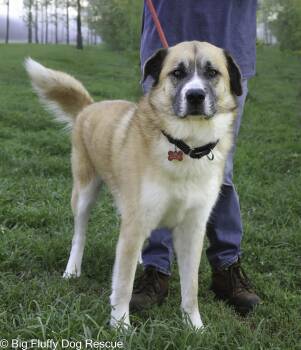 Rescue Anatolian Shepherd Dogs for Adoption in Nashville, Tennessee - Banjo | PetCurious
