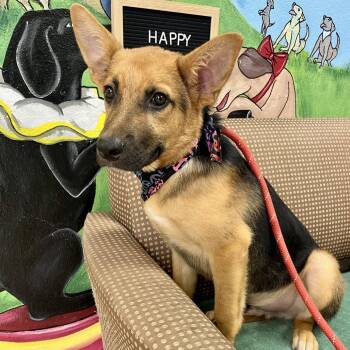 Colby/Ringo -  Shepherd and Doberman Pinscher Dog for Adoption in Palestine, Texas - Colby/Ringo | PetCurious