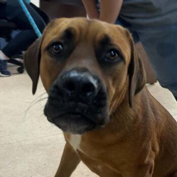 Romeo -  Mixed Breed Dog for Adoption in Tyler, Texas - Romeo | PetCurious
