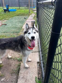 Marlee -  Husky and Siberian Husky Dog for Adoption in Whitestown, Indiana - Marlee | PetCurious