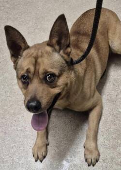 Shepherd Dogs Available for Adoption - Blake - URGENT! LONGTIME RESIDENT! | PetCurious