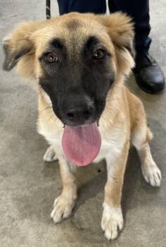 GYPSY -  German Shepherd Dog Dog for Adoption in Texas City, Texas - GYPSY | PetCurious