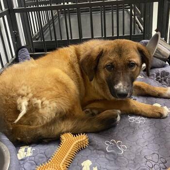 Alpine -  Shepherd Dog for Adoption in Westminster, California - Alpine | PetCurious