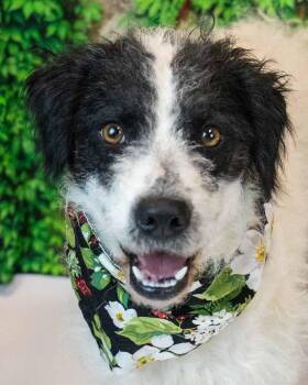 Duchess -  Poodle and Border Collie Dog for Adoption in Kennesaw, Georgia - Duchess | PetCurious
