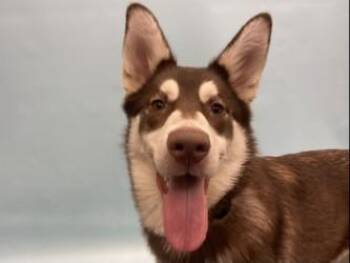 Luna -  Siberian Husky and Mixed Breed Dog for Adoption in Golden Valley, Minnesota - Luna | PetCurious