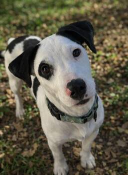 Bull Terrier Dogs Available for Adoption - Lemonhead | PetCurious
