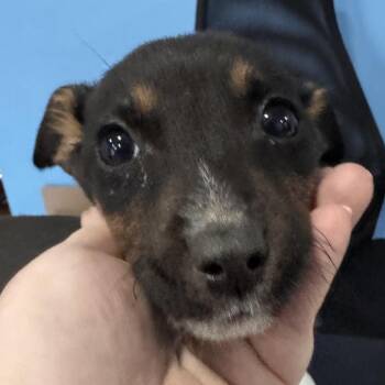 Chihuahua and Mixed Breed Dogs Available for Adoption in Lynchburg, Virginia - Benedict | PetCurious