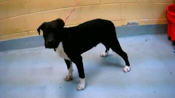 Labrador Retriever and Mixed Breed Dogs Available for Adoption - ERNIE | PetCurious