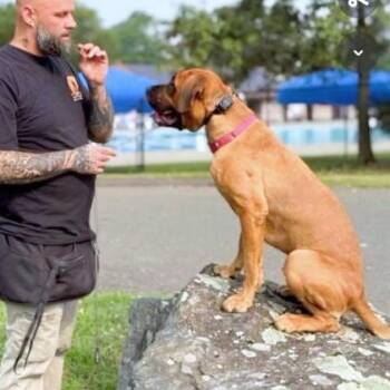 Santi -  Mastiff Dog for Adoption in Fairfield, Connecticut - Santi | PetCurious