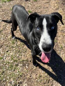 Labrador Retriever and Siberian Husky Dogs Available for Adoption - BOLT | PetCurious