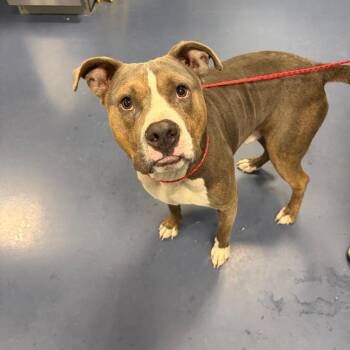 Pit Bull Terrier Dogs Available for Adoption in Greensboro, North Carolina - Band-Aid | PetCurious