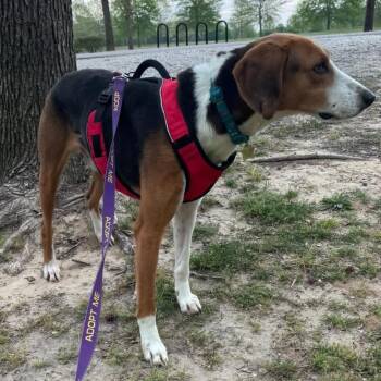 Cooper/Bungalow -  Hound Dog for Adoption in Windsor, Virginia - Cooper/Bungalow | PetCurious