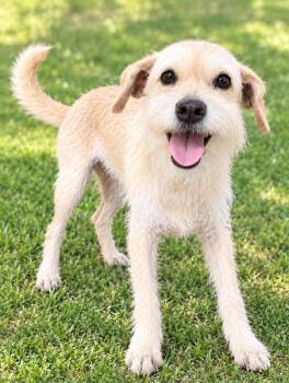 LUNA -  Parson Russell Terrier Dog for Adoption in West Haven, Connecticut - LUNA | PetCurious