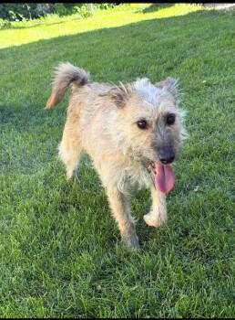 Puppy aka Catniss -  Border Terrier and Cairn Terrier Dog for Adoption in Midway, Utah - Puppy Aka Catniss | PetCurious
