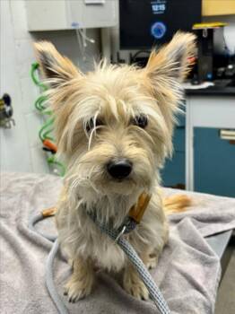 STITCH -  Yorkshire Terrier Dog for Adoption in Woodland, California - STITCH | PetCurious