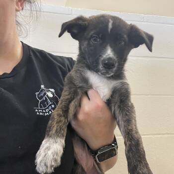Calamity Jane -  Border Collie Dog for Adoption in Sonora, California - Calamity Jane | PetCurious