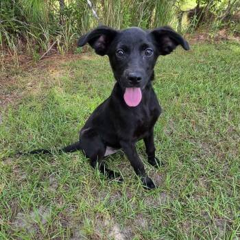 Daisy Mae -  Labrador Retriever Dog for Adoption in Foley, Alabama - Daisy Mae | PetCurious