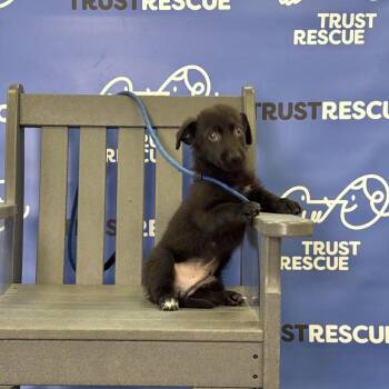 Terrier and Mixed Breed Dogs Available for Adoption in Waterford, New Jersey - MOUSE | PetCurious
