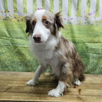 Coral -  Australian Shepherd Dog for Adoption in Normal, Illinois - Coral | PetCurious