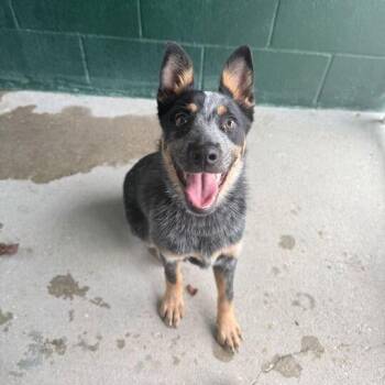 Australian Cattle Dog Blue Heeler Dogs Available for Adoption in Carencro, Louisiana - Wallaby Way | PetCurious