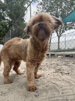 Terrier Dogs Available for Adoption in New Port Richey, Florida - Mya | PetCurious
