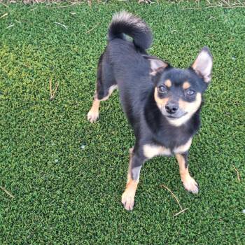 Grand Teton Chi Chi 3921 -  Chihuahua and Mixed Breed Dog for Adoption in Loxahatchee Groves, Florida - Grand Teton Chi Chi 3921 | PetCurious