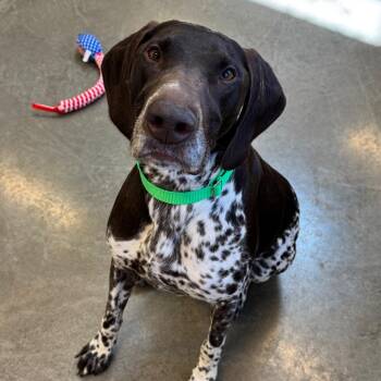 Scout -  German Shorthaired Pointer Dog for Adoption in Mankato, Minnesota - Scout | PetCurious