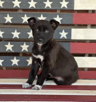 Collie and Cattle Dog Dogs Available for Adoption - Aidan | PetCurious