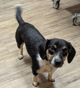 Janie -  Beagle and Dachshund Dog for Adoption in WDM, Iowa - Janie | PetCurious