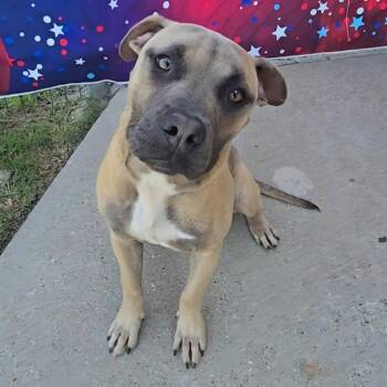 NALA -  Pit Bull Terrier and Mixed Breed Dog for Adoption in Wylie, Texas - NALA | PetCurious