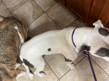 Bread Pitt -  Mixed Breed Dog for Adoption in Cincinnati, Ohio - Bread Pitt | PetCurious