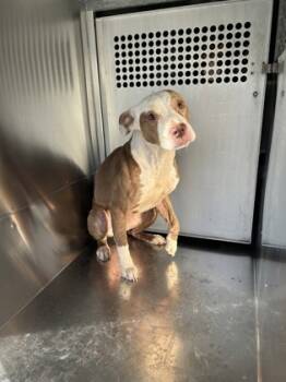 Rescue Pit Bull Terrier and Mixed Breed Dogs for Adoption in Fort Worth, Texas - 59642335 | PetCurious