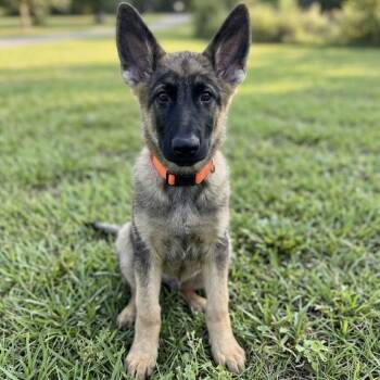 Lotta -  German Shepherd Dog Dog for Adoption in Griffin, Georgia - Lotta | PetCurious