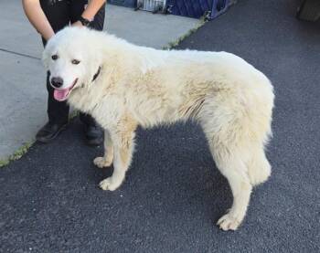 BARRY -  Great Pyrenees and Mixed Breed Dog for Adoption in Oroville, California - BARRY | PetCurious