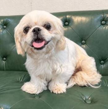 Queenie Penny Paloma -  Maltese and Shih Tzu Dog for Adoption in Friendswood, Texas - Queenie Penny Paloma | PetCurious