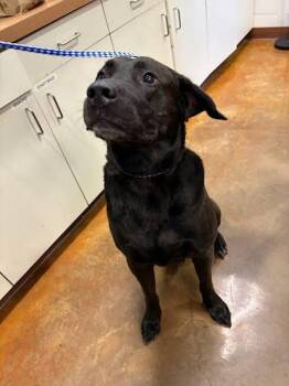 Leo -  Labrador Retriever Dog for Adoption in Austin, Texas - Leo | PetCurious