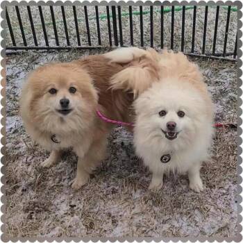 Pomeranian Dogs Available for Adoption - Lorella D10680 | PetCurious
