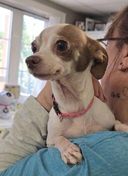Ivy -  Chihuahua and Mixed Breed Dog for Adoption in East Brookfield, Massachusetts - Ivy | PetCurious