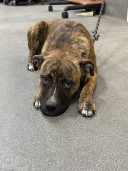 Pit Bull Terrier Dogs Available for Adoption - MATCHA | PetCurious