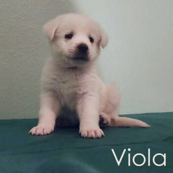 Rescue Great Pyrenees Dogs for Adoption in Austin, Texas - Viola | PetCurious