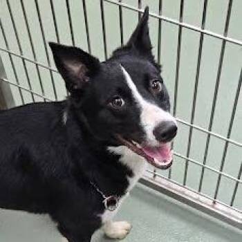 Border Collie Dogs Available for Adoption in Lyndhurst, Virginia - SVAS-Stray-38687 | PetCurious